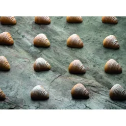 PAVOFLEX Moule Silicone Sfogliatella 4,5 x 4,35 cm x H 2,2 cm (x30) Hot